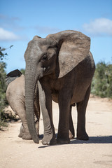 Fototapeta na wymiar African Elephant Mother and Calf