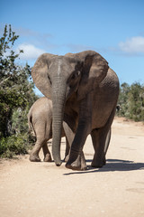 Fototapeta na wymiar Mother and Calf African Elephants