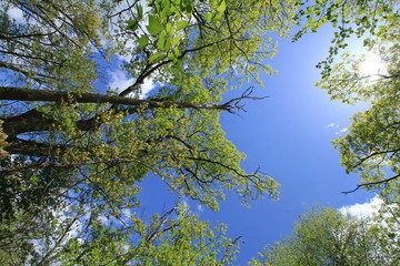 Green trees, blue skies, and white clouds in the middle of the West Virginia woods, as seen by looking up in the middle of the forest.