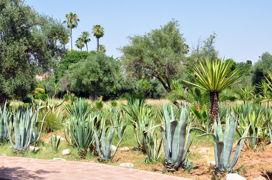 El Harti garden