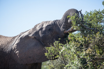 Fototapeta premium African Elephant Feeding in South Africa
