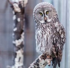 Gray Owl