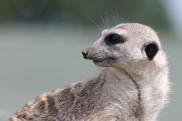 Suricate