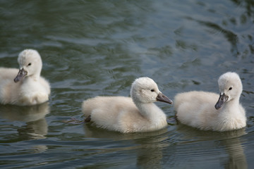 Three Mute Swan cygnets swimming on a pond