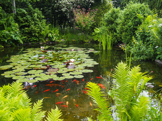Idyllischer Gartenteich mit Fischen