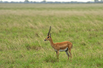 Gazelle