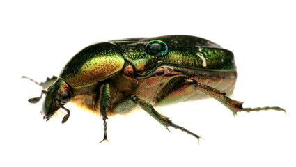 Green beetle. Rose chafer , cetonia aurata, isolated on white