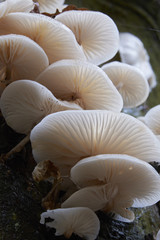 Pilze im Darsser Urwald, Nationalpark Vorpommersche Boddenlandsc