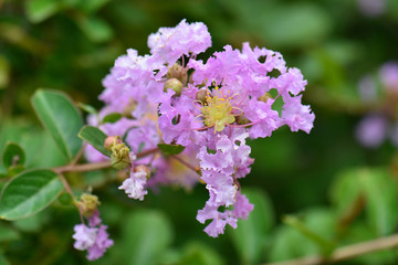 Lagerstroemia speciosa - Queen's flower