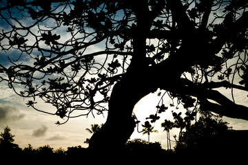 Silhouette of Large Tree in Wooded Beach Forest