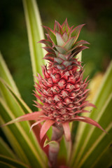 Young Pineapple Fruit Growing Strong