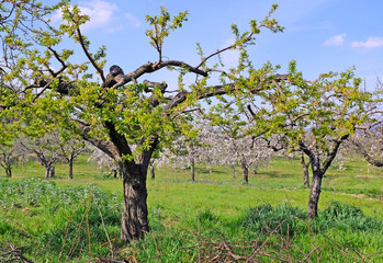 Orchard with cherry trees in bloom, spring in italy, selective focus