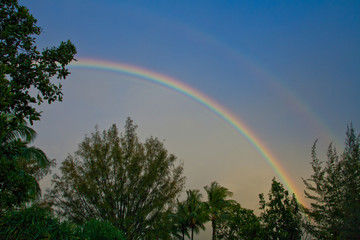 Double Rainbow Above the Forest