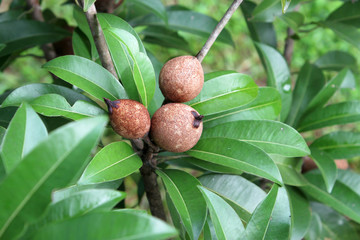 Fototapeta premium sapodilla