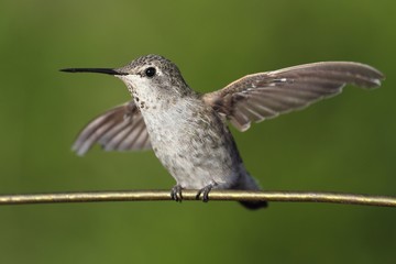 Fototapeta na wymiar Annas Hummingbird (Calypte anna) on a wire
