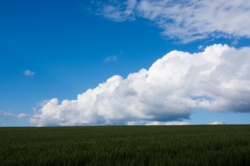 青い麦畑に広がる青空