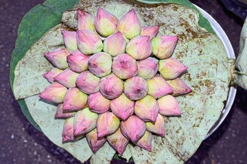 Group of Pink lotus / Pink lotus