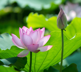 blooming lotus flower