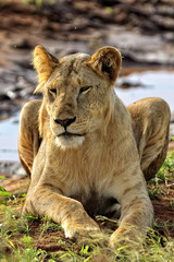 Lions