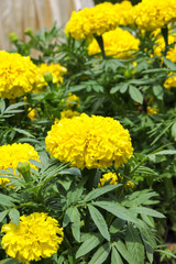Yellow marigold flower in the garden