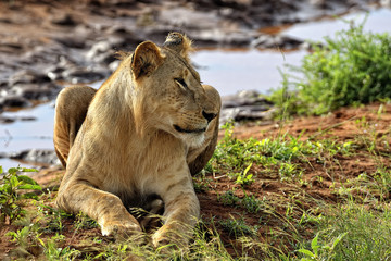 Lions