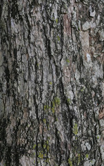 Obraz premium tree bark texture