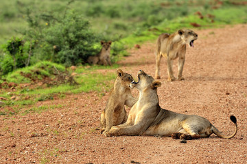 Lions