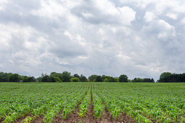Fototapeta na wymiar Freshly Planted Corn Rows Lead to Dramatic Sky and Copy Space