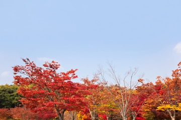 Fototapeta premium 단풍