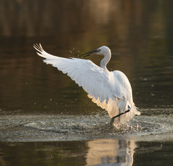 White Egret on a lagoon