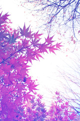 pastel fole of Japanese maple tree leaves colorful background in autumn