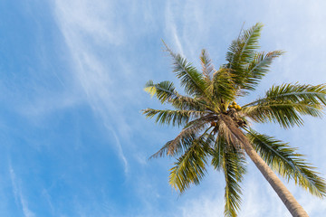 Coconut tree on blue sky.