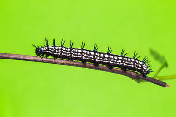 Autumn Leaf caterpillar
