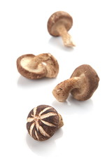 Shiitake Mushroom, Chinese mushroom