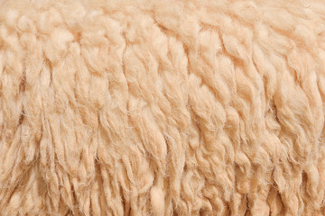 Wool sheep in farm closeup for background