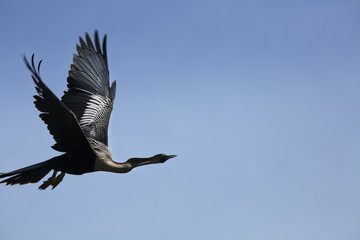 Anhinga flying with wings spread in a blue sky, Florida.