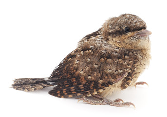 Young bird.