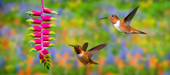 Obraz premium Rufous Hummingbirds (archilochus colubris) in Flight