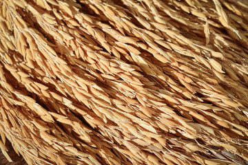 Paddy jasmine rice grain on wooden background topview
