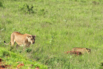 Lions