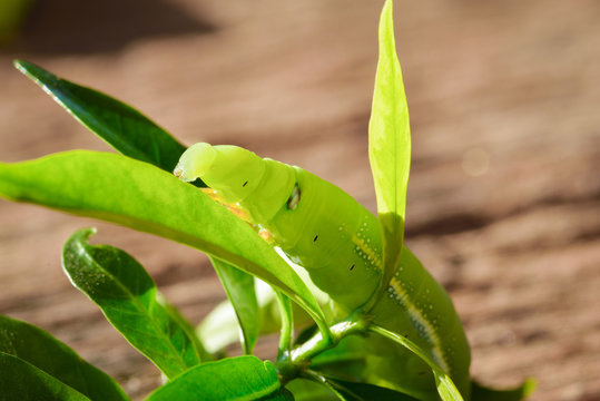 Green Caterpillar on green leaf wood background