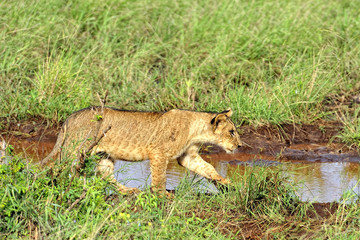 Lions