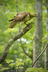 Red tail hawk perched in a dead tree, Manchester, Connecticut.