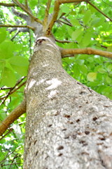 Fototapeta premium Under the shade of a tree