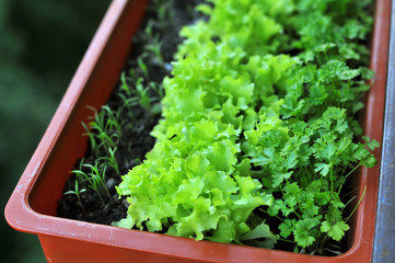 Garden at the balcony