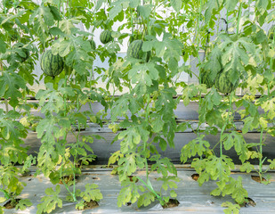 Watermelon fruit on its tree