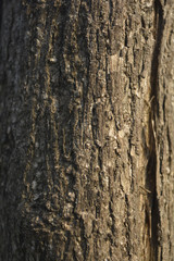 wood texture