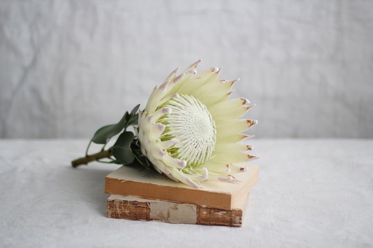 Protea flower lying on old books