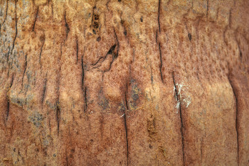 wood texture