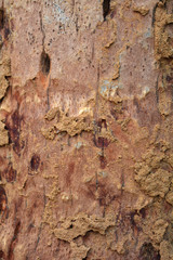 wood texture